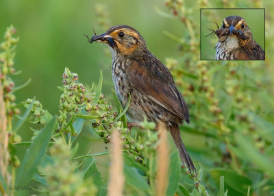 Saltmarsh Sparrow