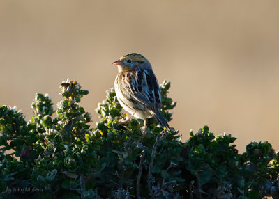 LeConte's Sparrow