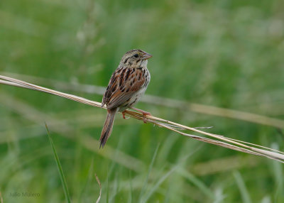 Henslow's Sparrow