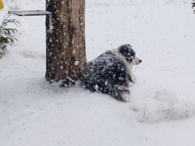 happydog.jpg