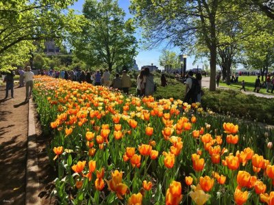Ottawa's tulips