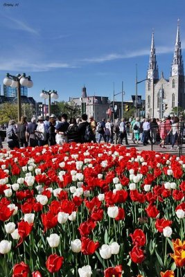 Strolling the tulip city