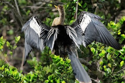 Anhinga aka snakebird