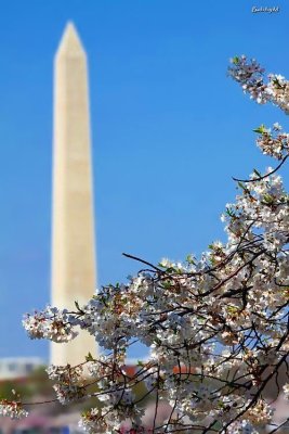 Washington DCs Cherry Blossoms 2018