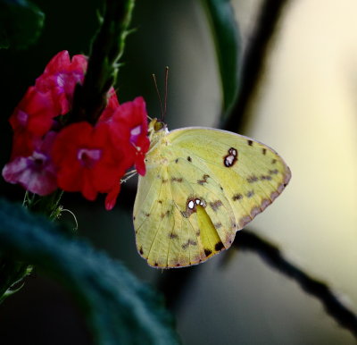 butterflies