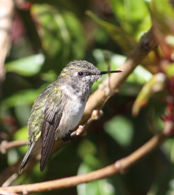 Volcano Hummingbird