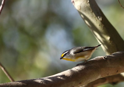 Striated Pardalote