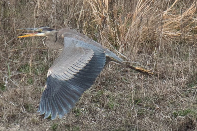 Blue Heron in the City