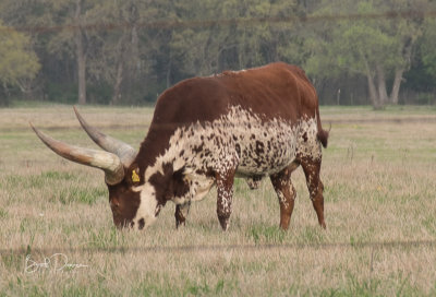 Watusi Bull