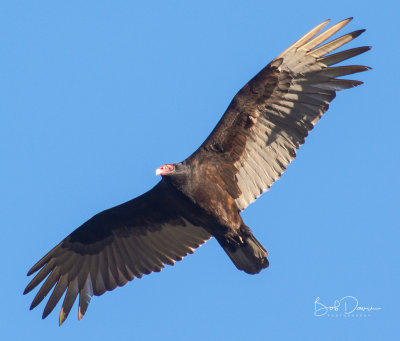 Buzzard Fly Over