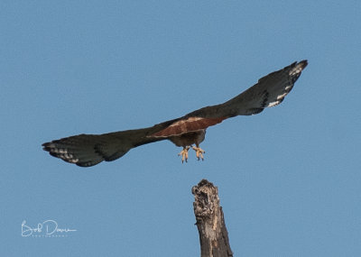 Red Tail Hawk