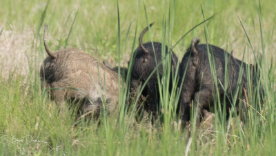Wild Piglets