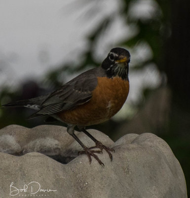 Robin
