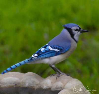 Blue Jay