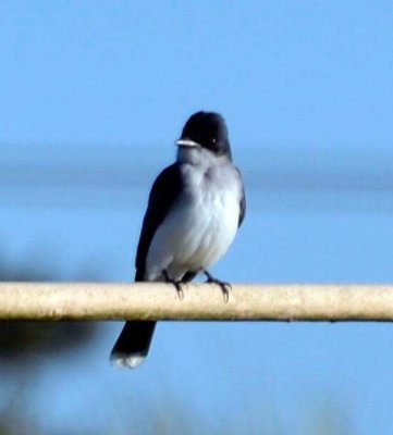 Eastern Kingbird