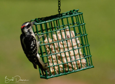 Downy Wood Pecker