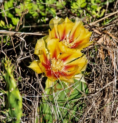 Cacti Flower