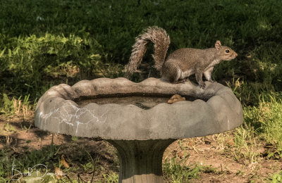 Squirrel in the Shade Front Yard 