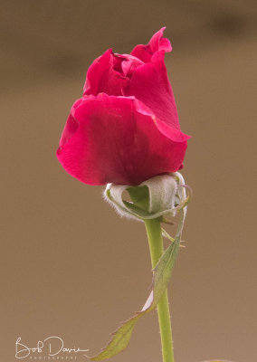 Rose Bloom