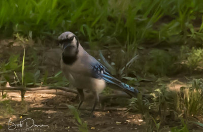 Blue Jay