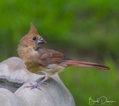 Adolescent