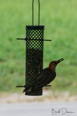 Woodpecker