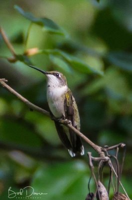 Hummer in my Tree