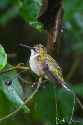 Hummer resting in my Tree