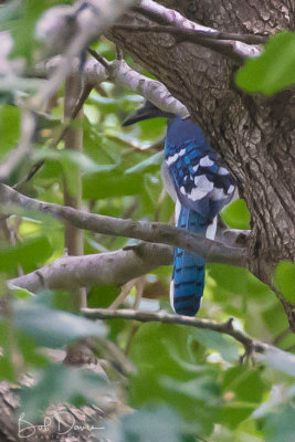 Blue Jay