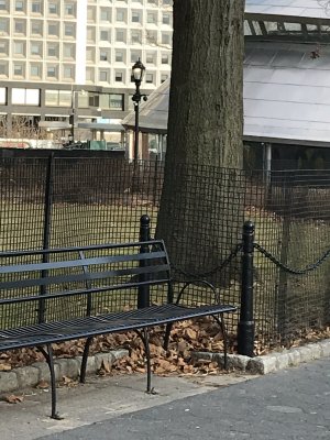 Battery Park Squirrels