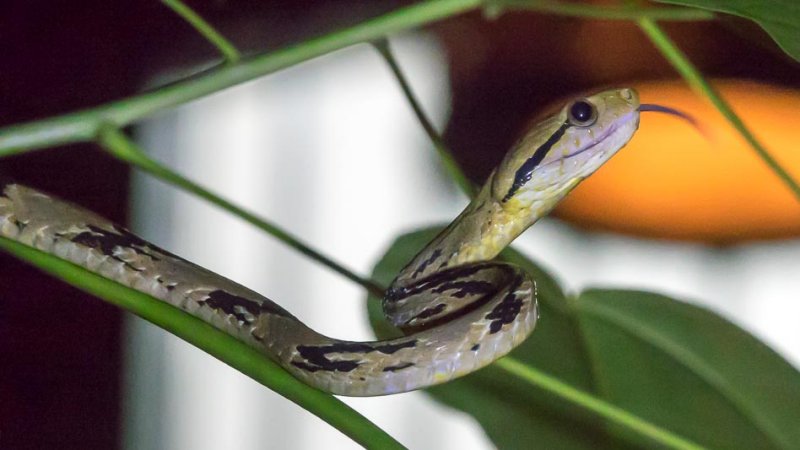 Racer Snake