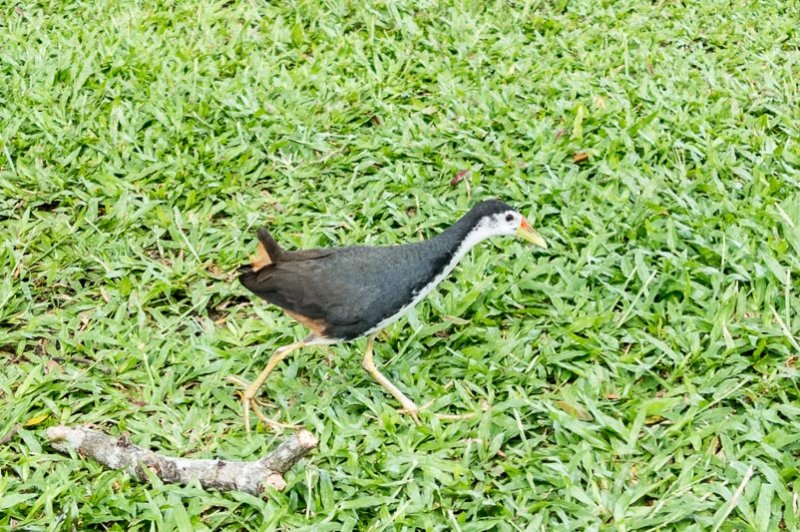 White Breasted Water Hen
