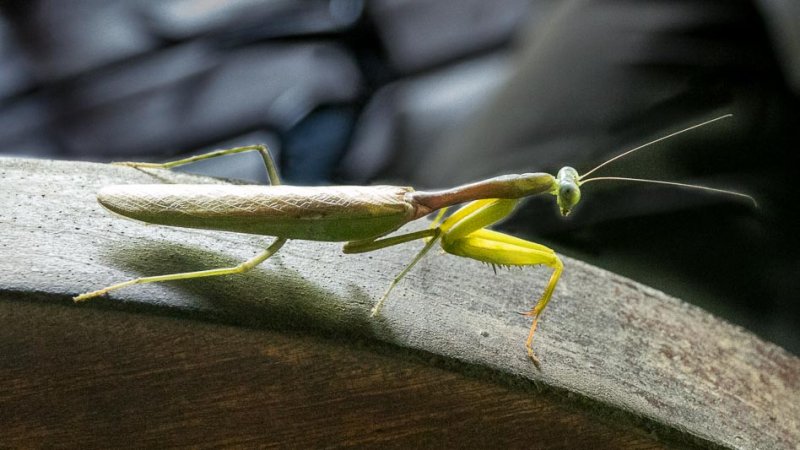 Praying Mantis