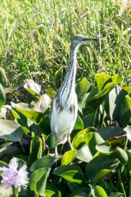 Indian Pond Heron