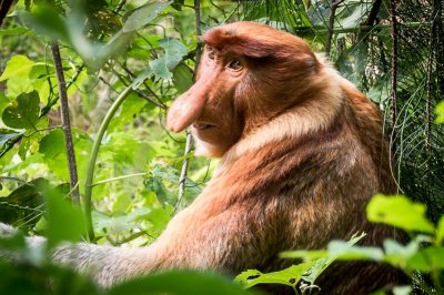 Proboscis Monkey