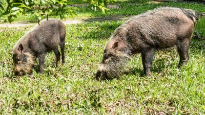 Bearded Pigs