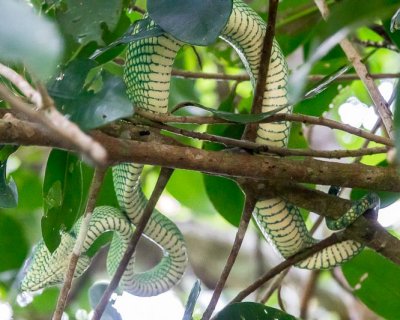 Wagler's Pit Viper