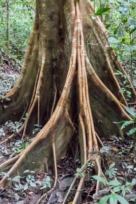 Tree Trunk