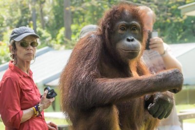 Close Encounter with an Orangutan