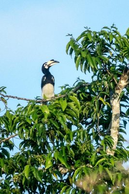 Oriental Pied Hornbill