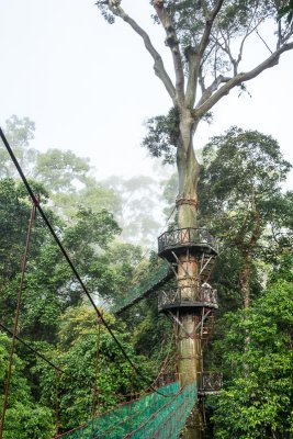 Canopy Walk