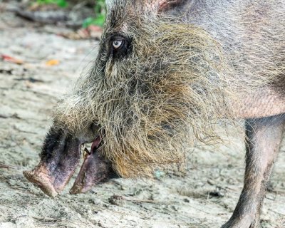 Bearded Pig
