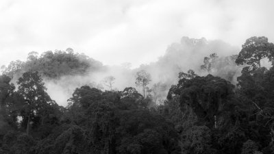 Misty Morning