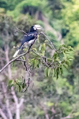 Oriental Pied Hornbill