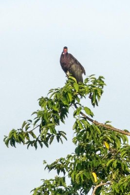 Storms Stork