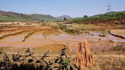 Termite Mound & Rice Paddy