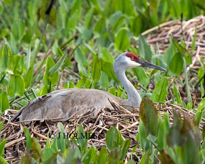 JHH_9942crop.jpg