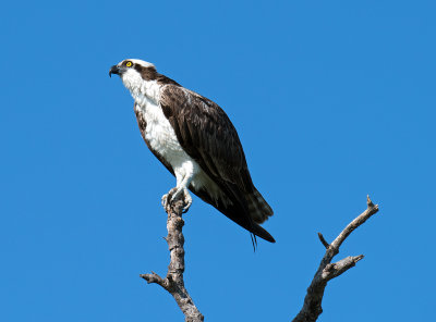 JHH_3336.jpg