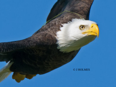 D85_2673CROP SHARP150.jpg