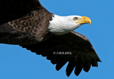 D5H_2662CROP.jpg